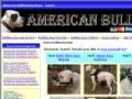 american bulldog dog